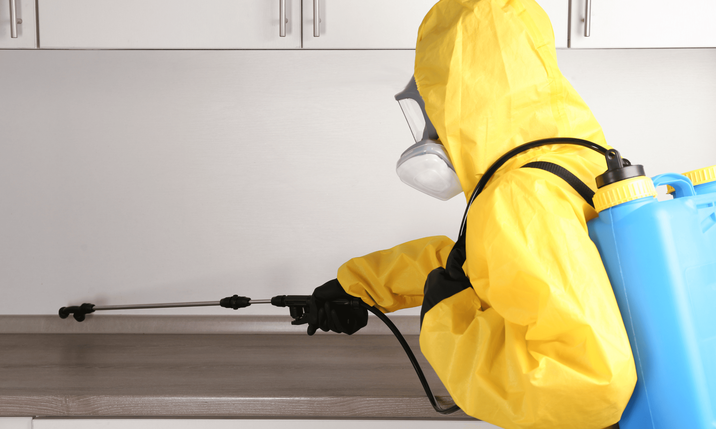 Home Pest Control Wellington
